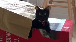 Cat in the bag by healthycatdetective.com