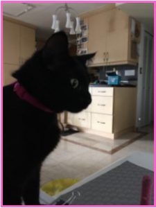 Inquisitive Cat at healthycatdetective com