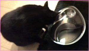 Kati drinking from Pioneer Pet Fountain by healthycatdetective.com