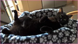 Kati in Cat Bed with Pawprint Blanket at healthycatdetective.com