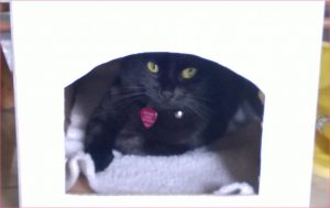 Kati in cat condo by healthycatdetective.com