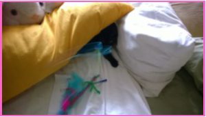 Kati the Catdetectve chasing wand underneath pillow by healthycatdetective.com