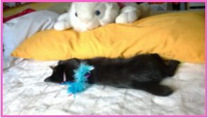 Kati with Blue Feather Boa Wand Sleeping by healthycatdetective.com