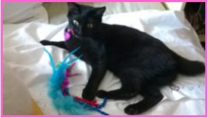 Kati with Blue Feather Boa Wand by healthycatdetective.com