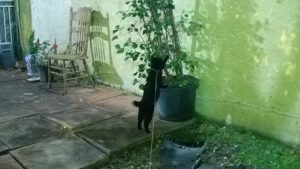 Looking for lizard in tree pot by healthycatdetective.com