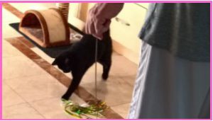 cat playing with a green gold wand by healthycatdetective.com