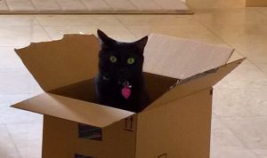 Kati in box by healthycatdetective.com