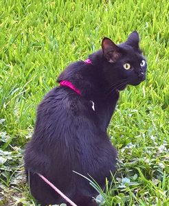 Kati outside in the grass by healthycatdetective.com