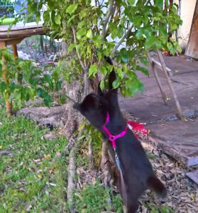 Kati looking for lizards on the tree by healthycatdetective.com