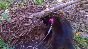 Kati exploring a pile of wood outside by healthycatdetective.com