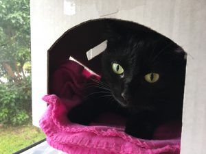 Kati in her box by healthycatdetective.com