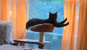 kati-sitting-on-her-cat-tree-by-healthycatdetective-com